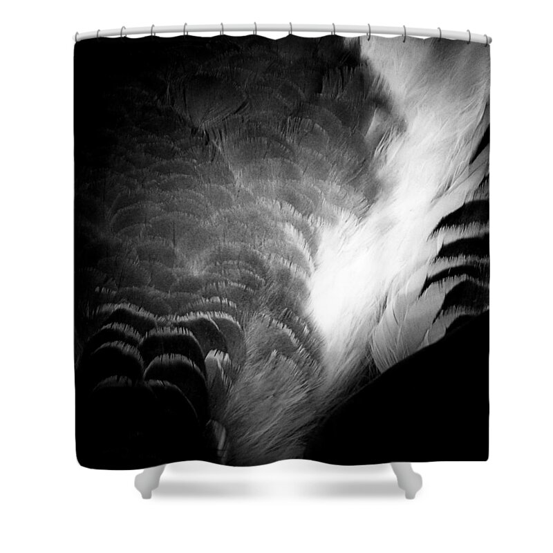 Newel Hunter Shower Curtain featuring the photograph Feathers 1 by Newel Hunter
