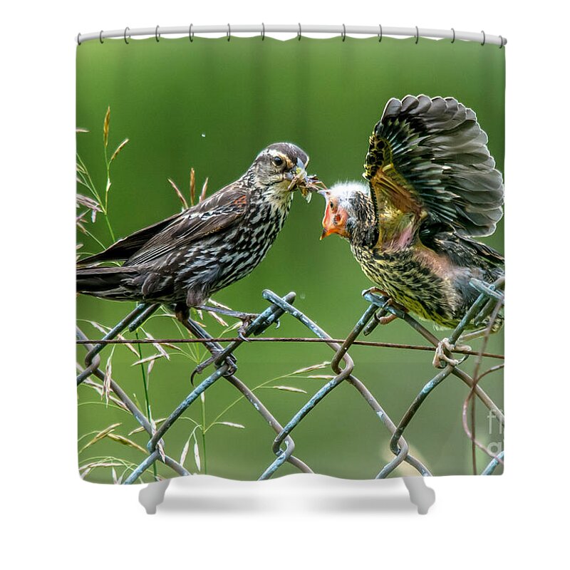 Bird Shower Curtain featuring the photograph Feeding Time by Cheryl Baxter