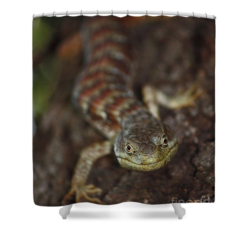 Lizard Shower Curtain featuring the photograph Feel Lucky - Punk by Patrick Witz