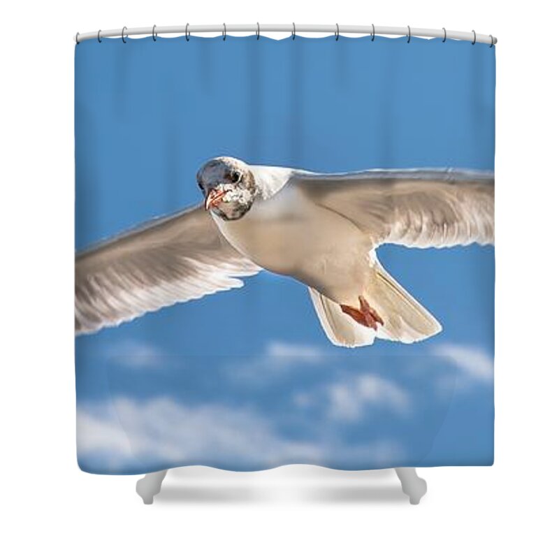 Bird Shower Curtain featuring the photograph Feel the Freedom by Andreas Berthold