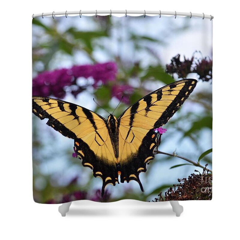 Butterfly Shower Curtain featuring the photograph Feeling Pretty II by Judy Wolinsky