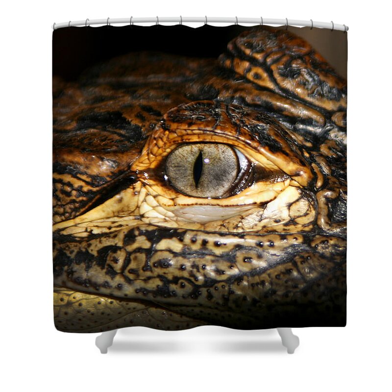 Gator Shower Curtain featuring the photograph Feisty Gator by Anthony Jones