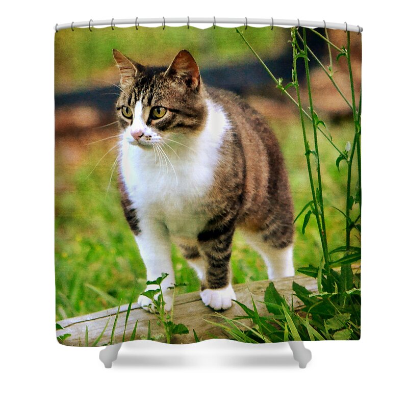 Cat Shower Curtain featuring the photograph Feline Portrait by Deena Stoddard