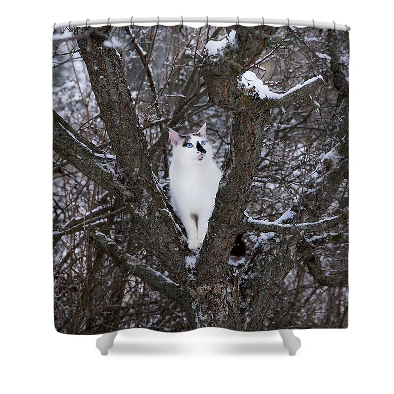 Cat Shower Curtain featuring the photograph Felis Silvestris Catus in Winter by Theresa Tahara