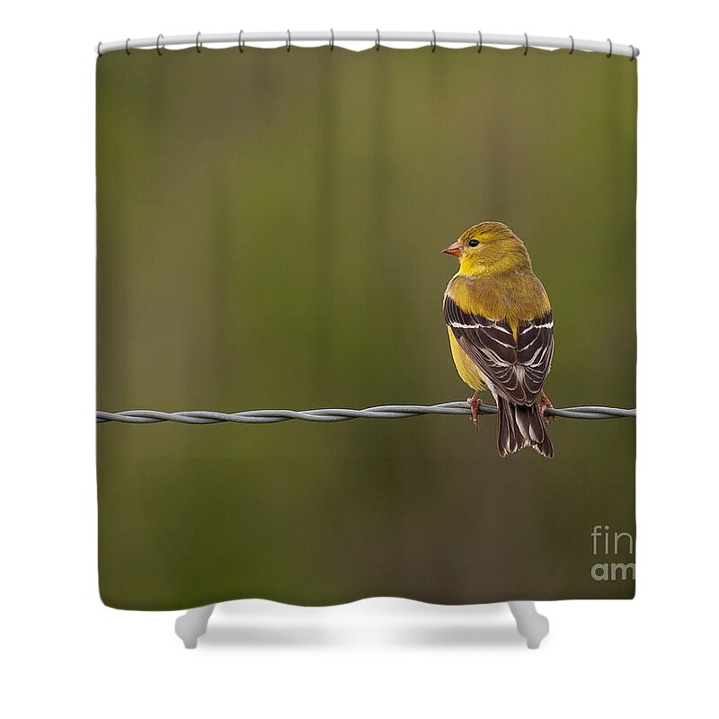 American Shower Curtain featuring the photograph Female American Goldfinch by Douglas Stucky