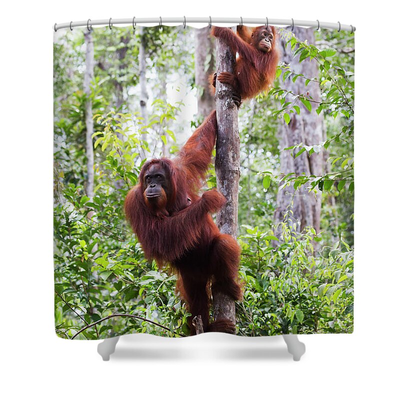 Tropical Tree Shower Curtain featuring the photograph Female And Juvenile Bornean Orangutan by Peter Langer / Design Pics