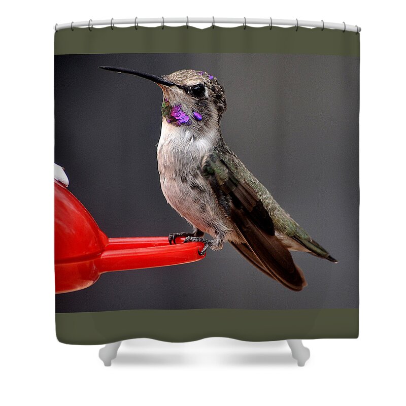 Animal Shower Curtain featuring the photograph Female Anna's Hummingbird On Perch Posing For Her Supper by Jay Milo