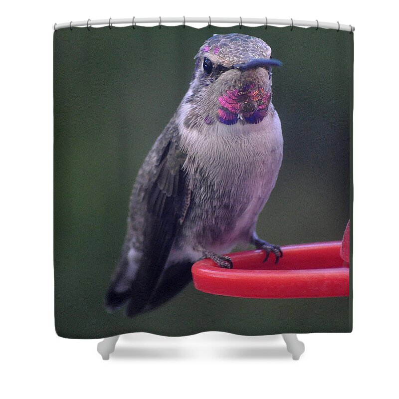 Hummingbird Shower Curtain featuring the photograph Female Anna Posing For Cameraman by Jay Milo