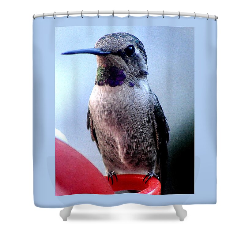 Female Shower Curtain featuring the photograph Female Anna With Purple Blue Throat by Jay Milo