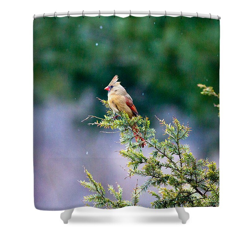 Bird Shower Curtain featuring the photograph Female Cardinal in Snow by Eleanor Abramson