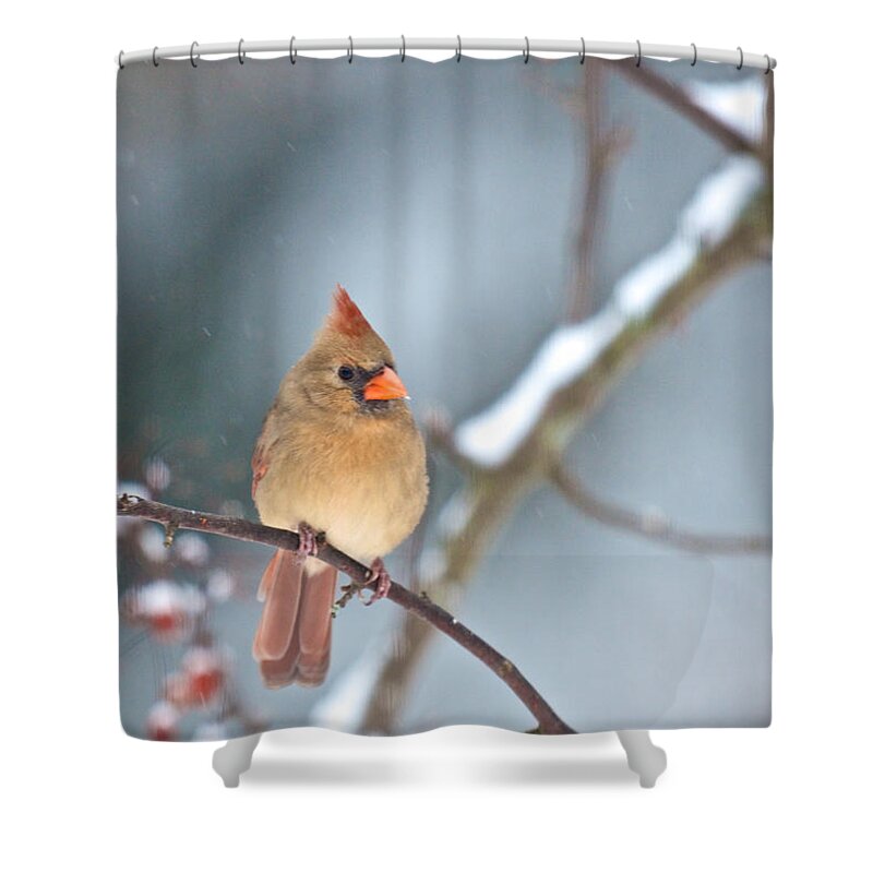 Birds Shower Curtain featuring the photograph Female Cardinal on Cherry Tree in Snow by Kristin Hatt