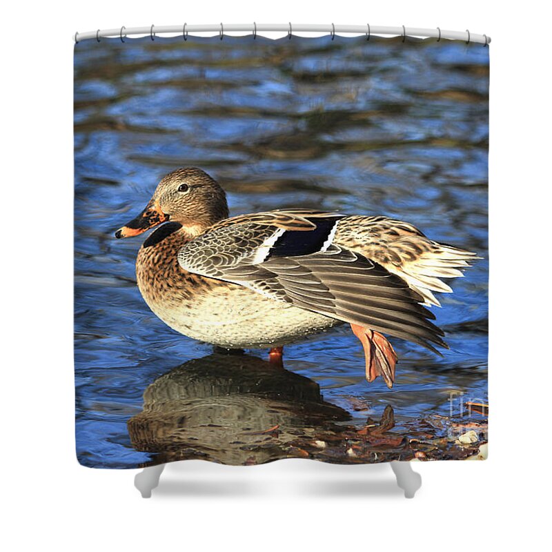 Animal Shower Curtain featuring the photograph Female Mallard Duck by Teresa Zieba
