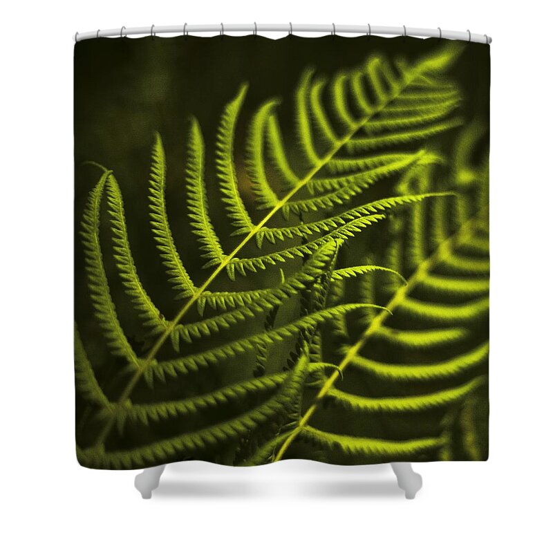 Fern Shower Curtain featuring the photograph Fern by Bradley R Youngberg