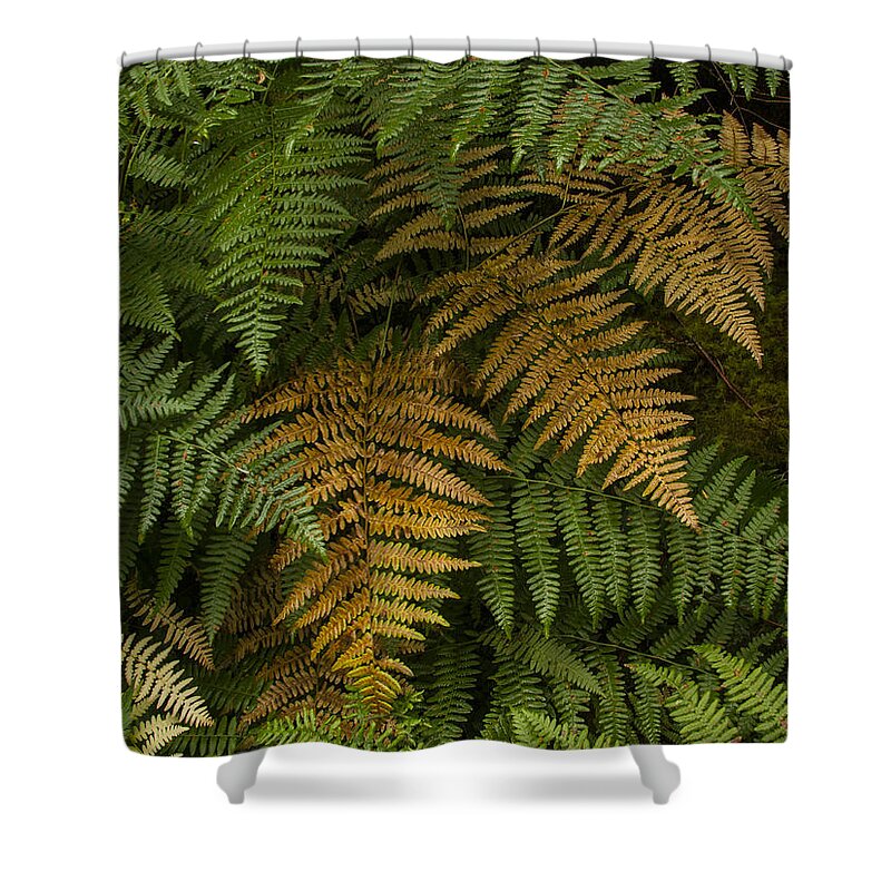 Fern Shower Curtain featuring the photograph Fern Design by Jean Noren