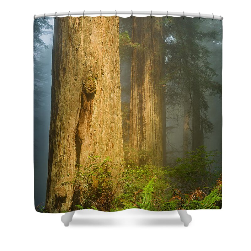 Redwoods Shower Curtain featuring the photograph Fern Trio and Redwoods by Greg Nyquist