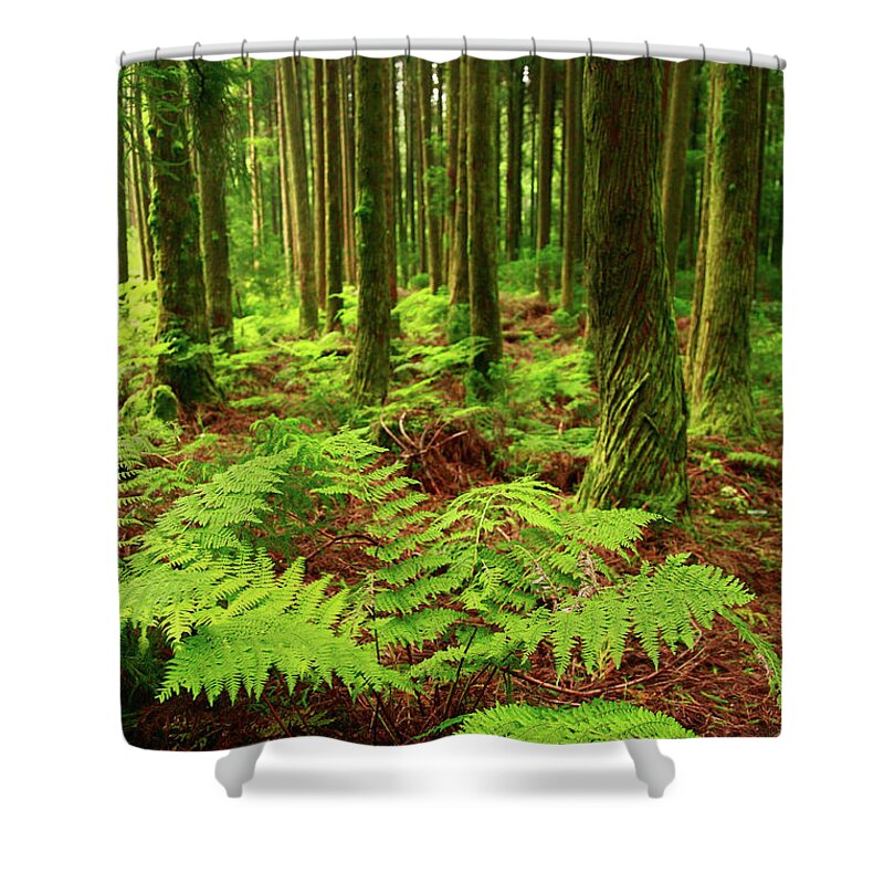 Ferns Shower Curtain featuring the photograph Ferns in the forest by Gaspar Avila