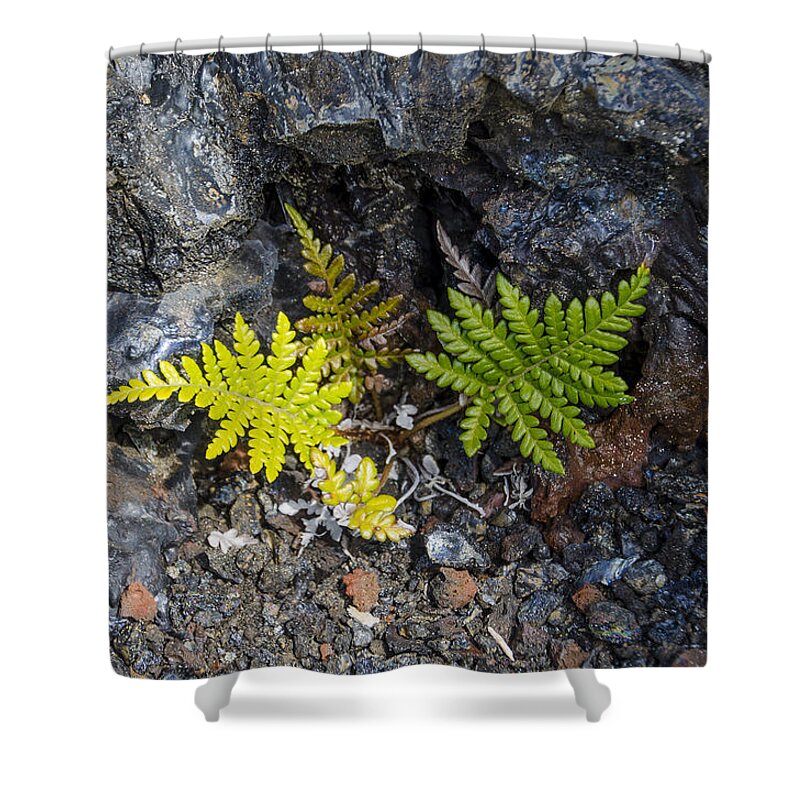 Ferns Shower Curtain featuring the photograph Ferns in volcanic rock by Daniel Murphy