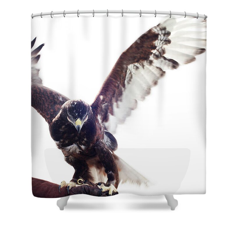 Taking Off Shower Curtain featuring the photograph Ferruginous Hawk Landing On Falconers by Vicky Kasala Productions