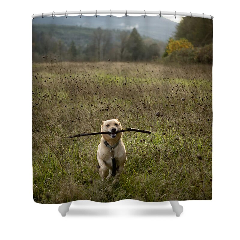 Dog Shower Curtain featuring the photograph Fetching by Belinda Greb