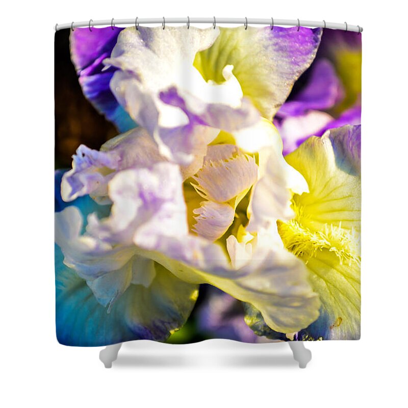Flowers Shower Curtain featuring the photograph Fickle Iris by Mary Hahn Ward