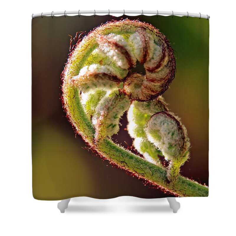 Ferns Shower Curtain featuring the photograph Fiddlehead Fern by Peggy Collins