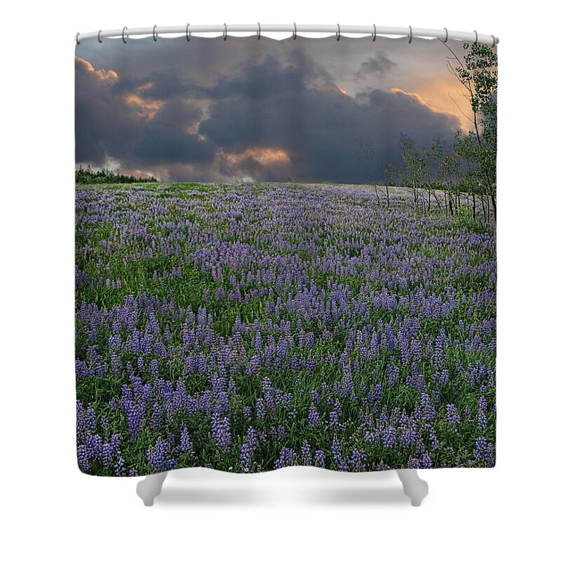 Landscape Shower Curtain featuring the photograph Field of Lupine by Ed Hall