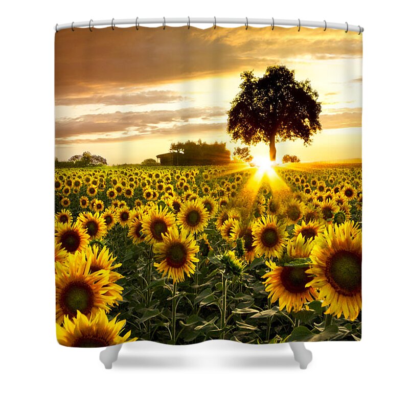 Appalachia Shower Curtain featuring the photograph Fields of Gold by Debra and Dave Vanderlaan