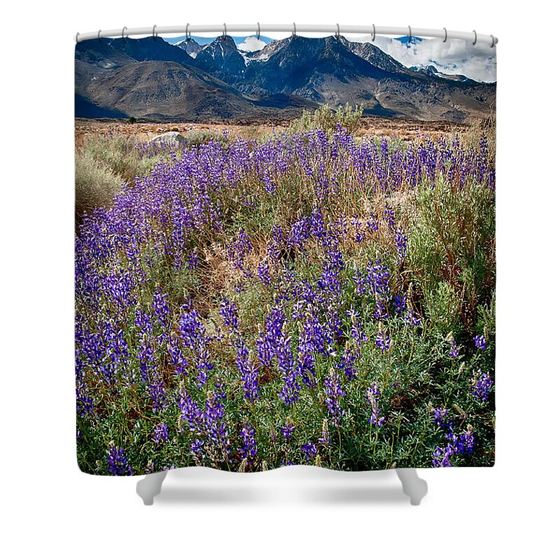 Flowers Shower Curtain featuring the photograph Fields of Lupine by Cat Connor