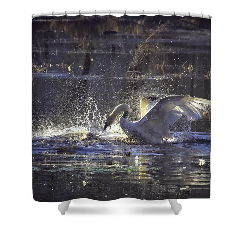 Trumpeter Swans Shower Curtain featuring the photograph Fighting Swans Boxley Mill Pond by Michael Dougherty