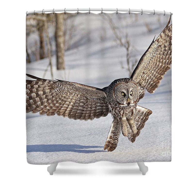 Owl Shower Curtain featuring the photograph Final approach by Heather King