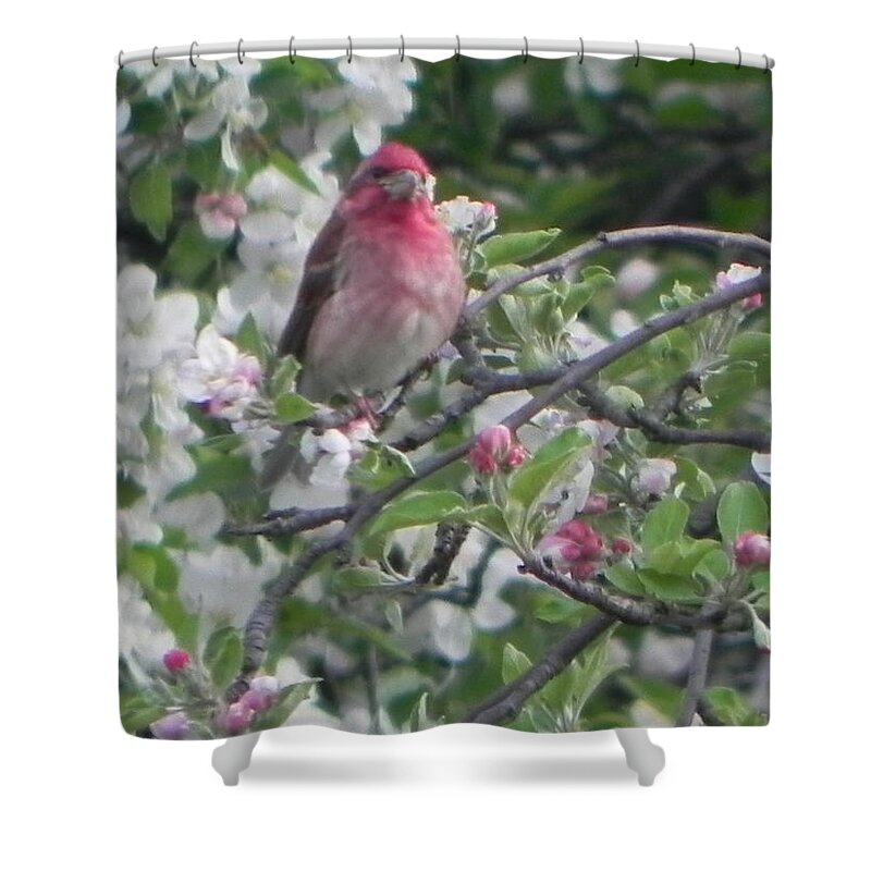 Birds Shower Curtain featuring the painting Finch in Apple Tree by Christine Lathrop