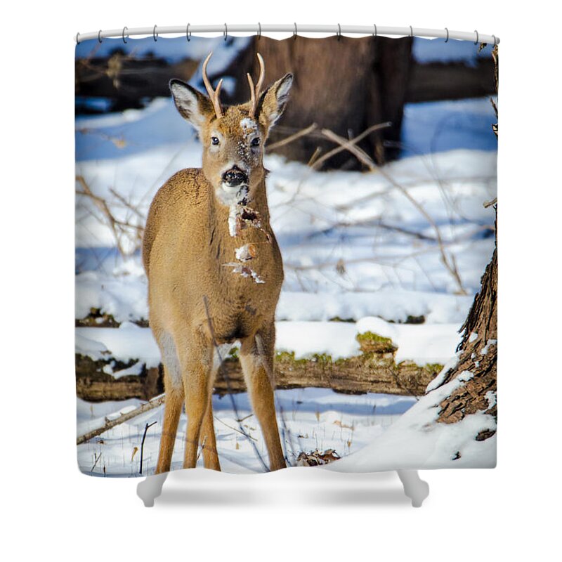 Deer Shower Curtain featuring the photograph Finding Leaves by Wild Fotos