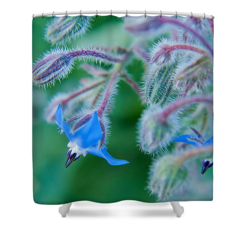 Blue Shower Curtain featuring the photograph Fine Art Blue by Lisa Chorny