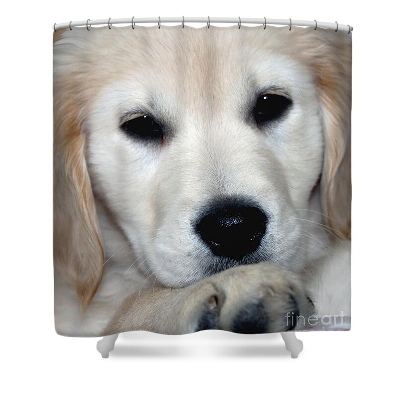 Fiona Shower Curtain featuring the photograph Fiona the English Cream by Debbie Hart