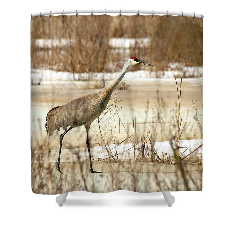 Sandhill Crane Shower Curtain featuring the photograph First Crane by Thomas Young