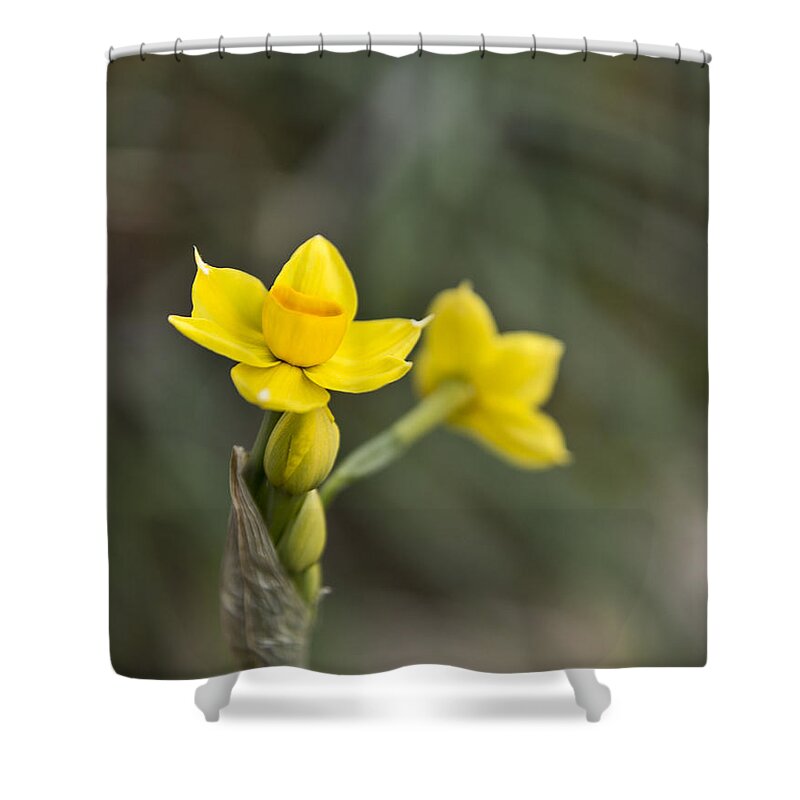 Narcissus Shower Curtain featuring the photograph First jonquils by Cindy Garber Iverson