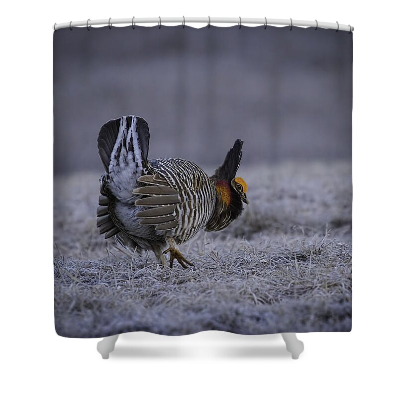 Prairie Chicken Shower Curtain featuring the photograph First Light 3 by Thomas Young