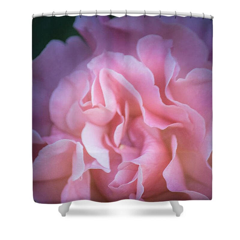 Pink Shower Curtain featuring the photograph First Light by Patricia Babbitt