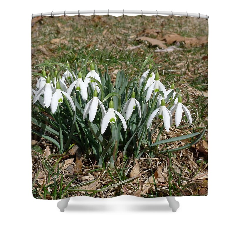 Richard Reeve Shower Curtain featuring the photograph First Snowdrops by Richard Reeve