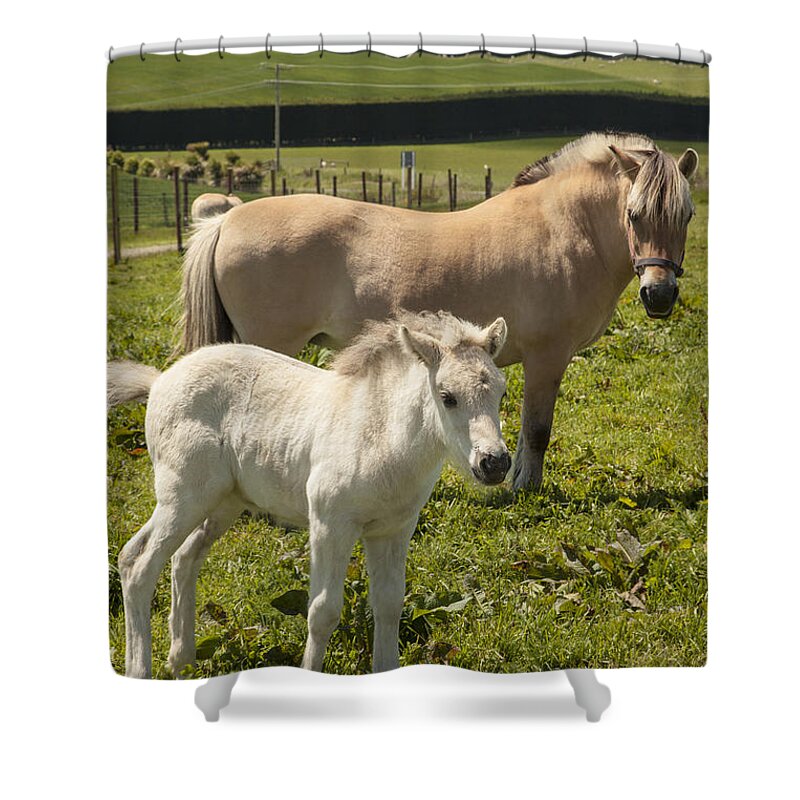 Feb0514 Shower Curtain featuring the photograph Fjord Horse Mare And Foal New Zealand by Colin Monteath