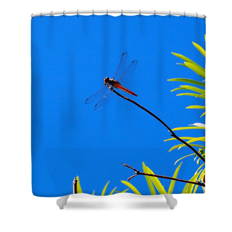 Dragonfly Shower Curtain featuring the photograph Flame Skippin by Joe Schofield
