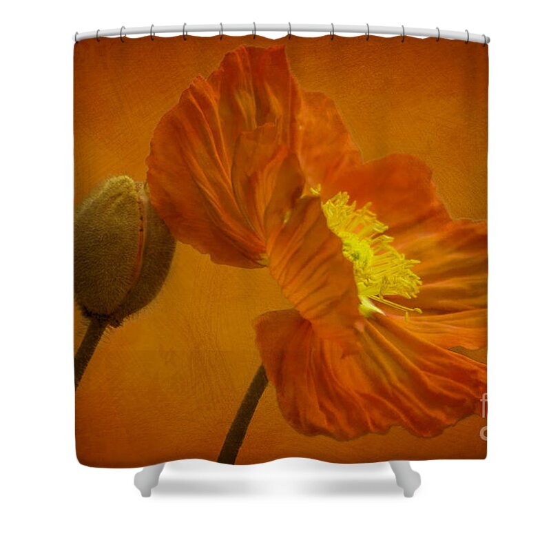 Orange Shower Curtain featuring the photograph Flaming Beauty by Heiko Koehrer-Wagner