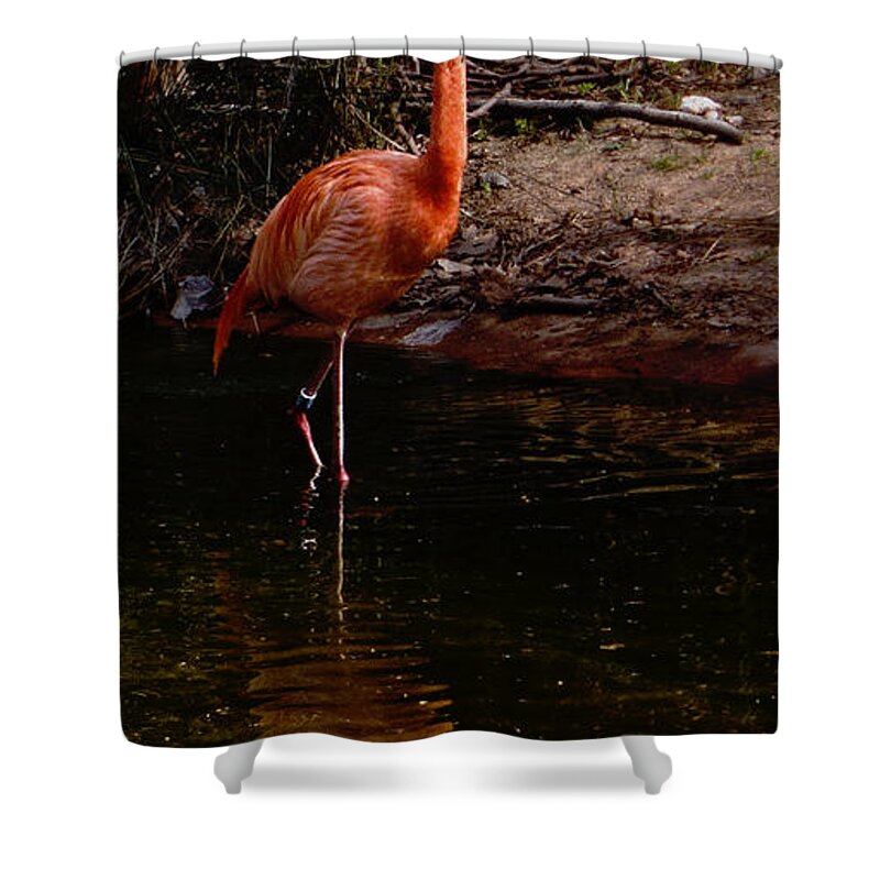 Flamingo Shower Curtain featuring the photograph Flamingo at rest. by Weston Westmoreland