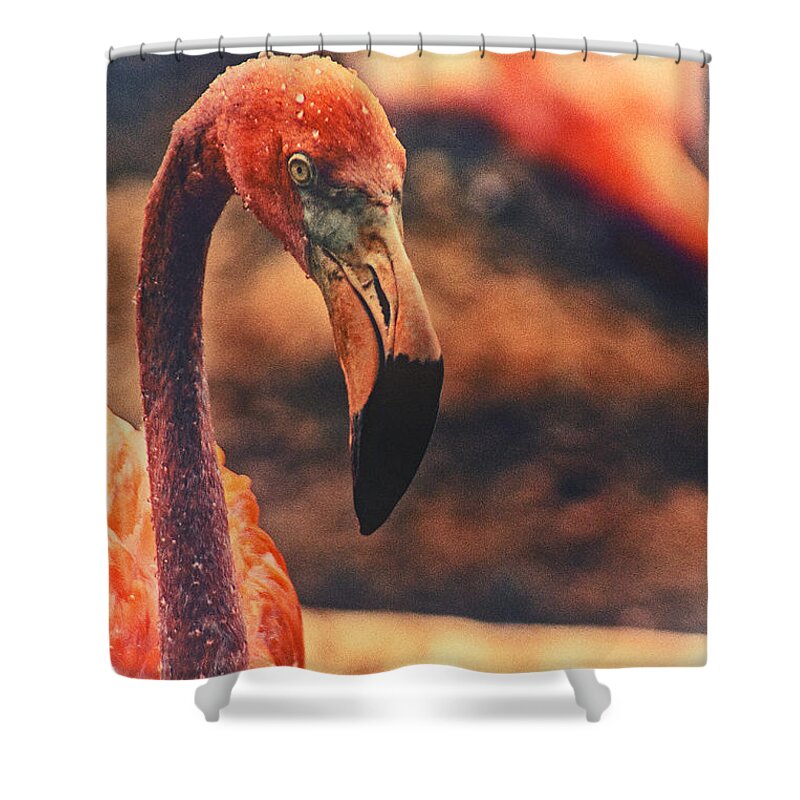 Flamingo Shower Curtain featuring the photograph Flamingo by Karol Livote