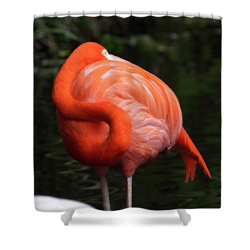 Standing Water Shower Curtain featuring the photograph Flamingo by Koichi Watanabe