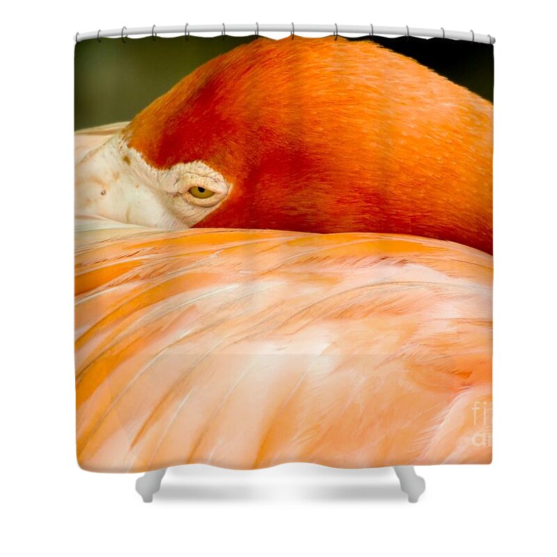 Flamingo Shower Curtain featuring the photograph Flamingo Napping by Sabrina L Ryan