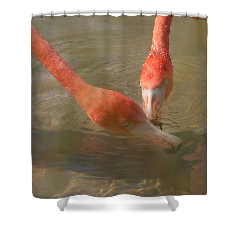 Flamingo Shower Curtain featuring the photograph A Pair of Flamingoes by Valerie Collins