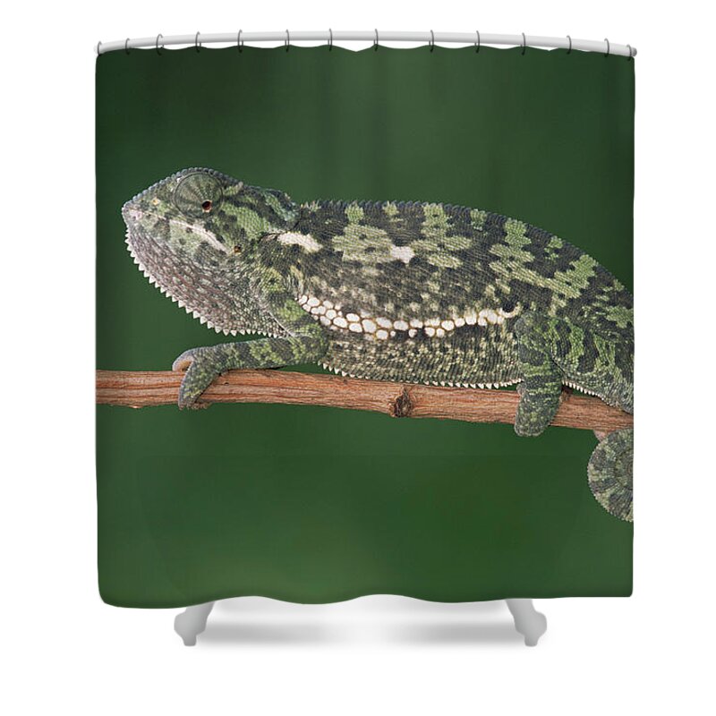 Feb0514 Shower Curtain featuring the photograph Flap-necked Chameleon Portrait Botswana by Gerry Ellis