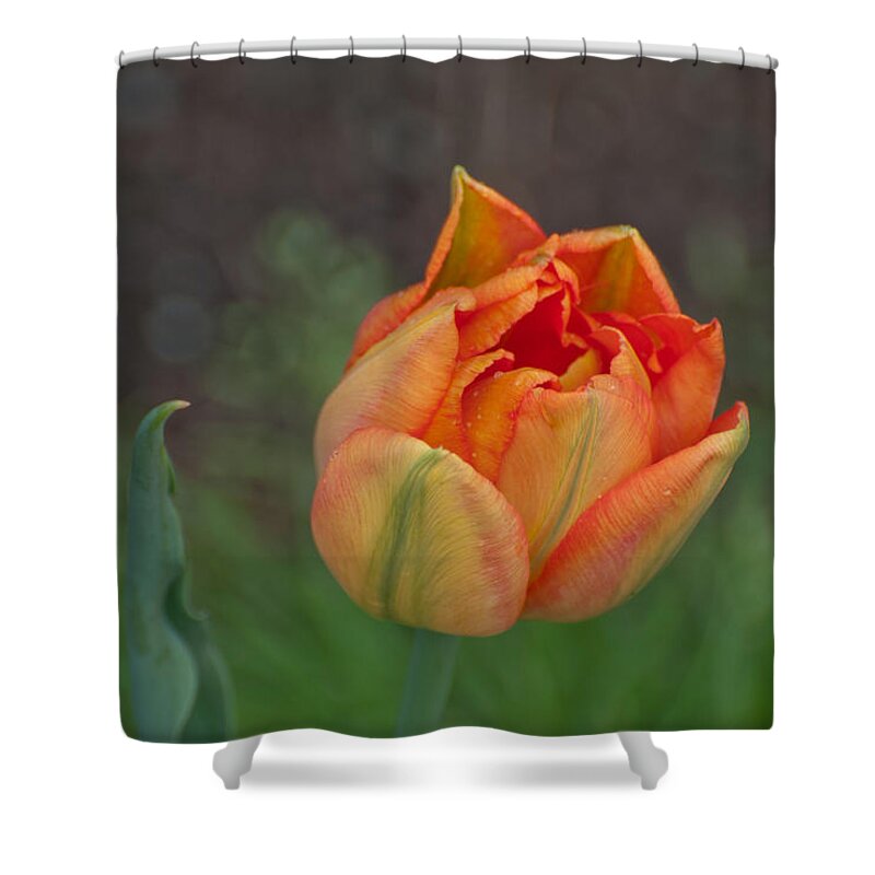 Tulip Shower Curtain featuring the photograph Floating Spring by Kathy Paynter
