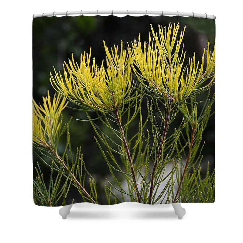 Hairpin Banksia Shower Curtains